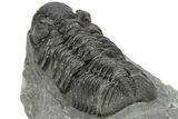 Phacopid (Adrisiops) Trilobite - Jbel Oudriss, Morocco #222409-5